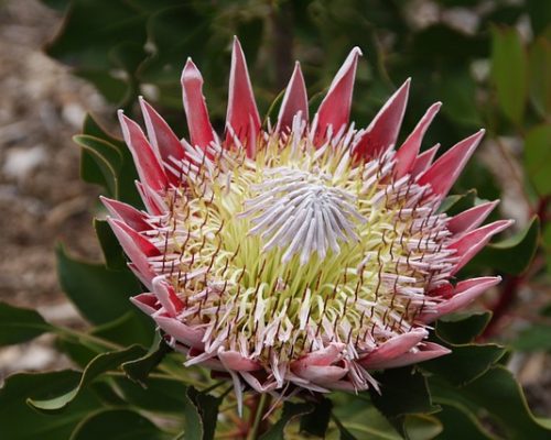 King Protea