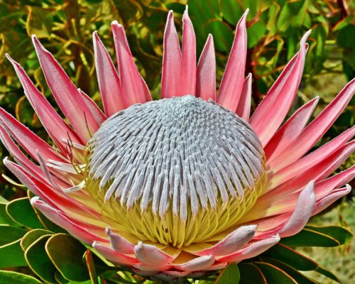 King protea