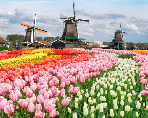 dutch windmills over tulip flowers field in sunny day, Netherlands